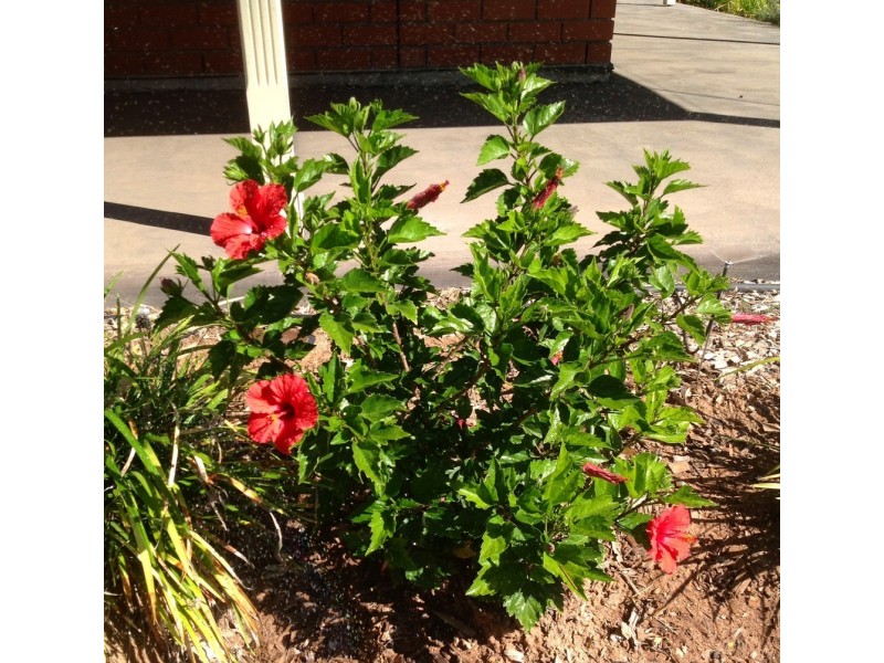 116 Gawler Road, Lewiston SA 5501