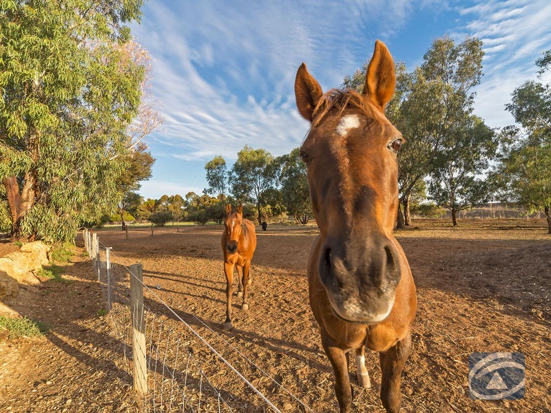 7 Hendo Place, Two Wells SA 5501