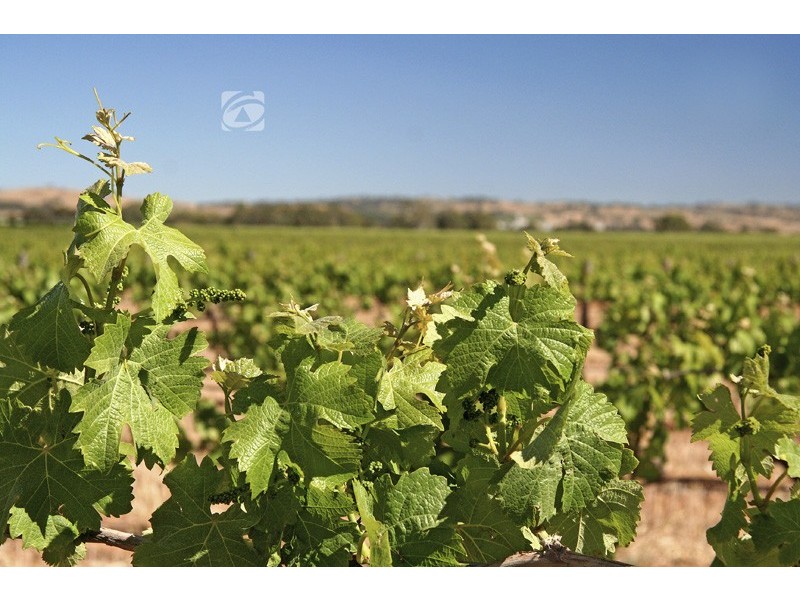 Lot 20 The Parkway, Nuriootpa SA 5355