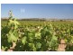 Lot 11 Aramon Street, Nuriootpa SA 5355