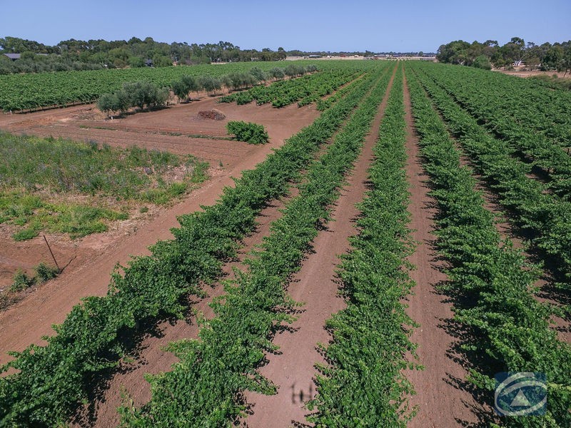 Lot 20 Pederick Road, Lewiston SA 5501