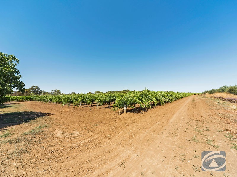 Lot 20 Pederick Road, Lewiston SA 5501