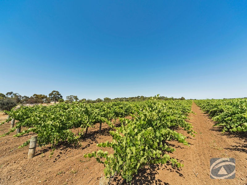 Lot 20 Pederick Road, Lewiston SA 5501