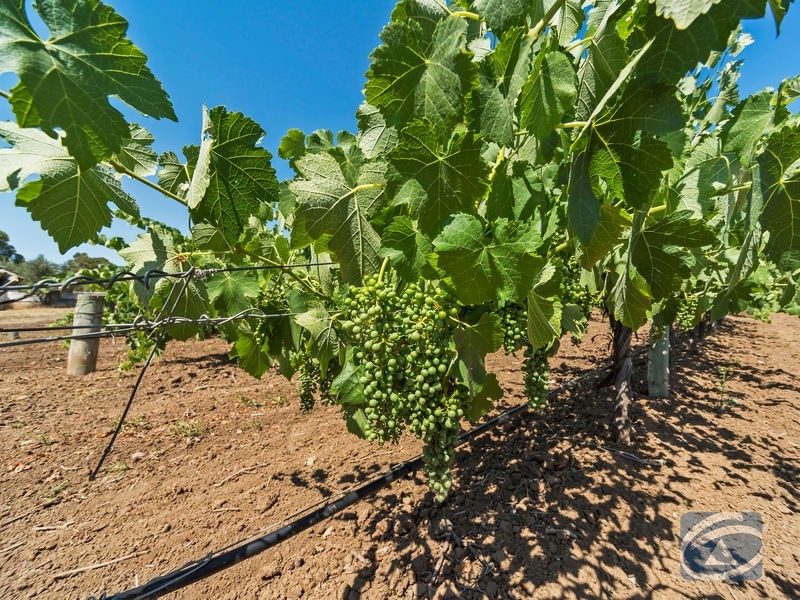 Lot 20 Pederick Road, Lewiston SA 5501