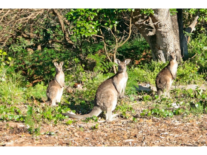 98 Sandy Place, Long Beach NSW 2536