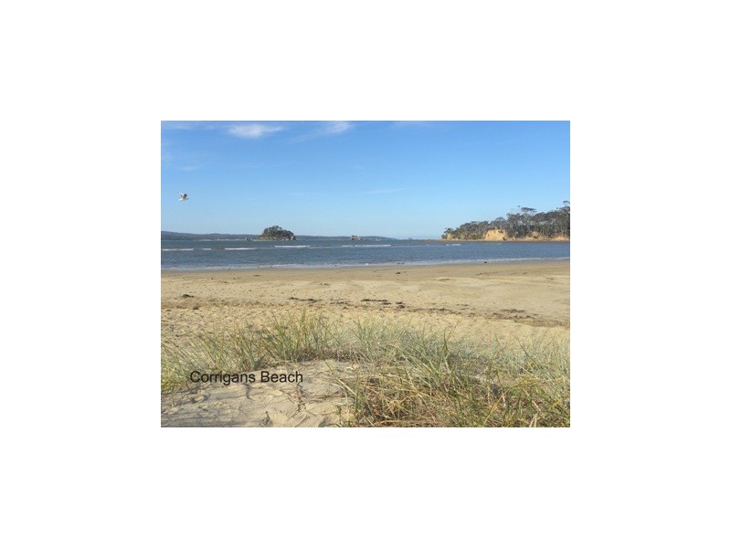 50B Yarrabee Dr, Catalina NSW 2536