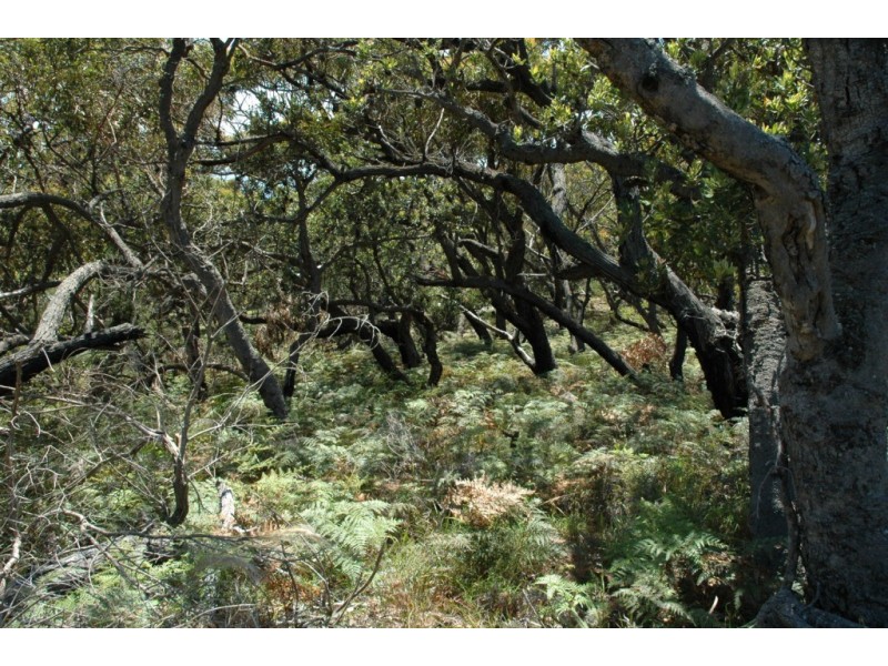 97 Burri Point Road, Guerilla Bay NSW 2536