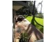 25 Bronte Crescent, Sunshine Bay NSW 2536