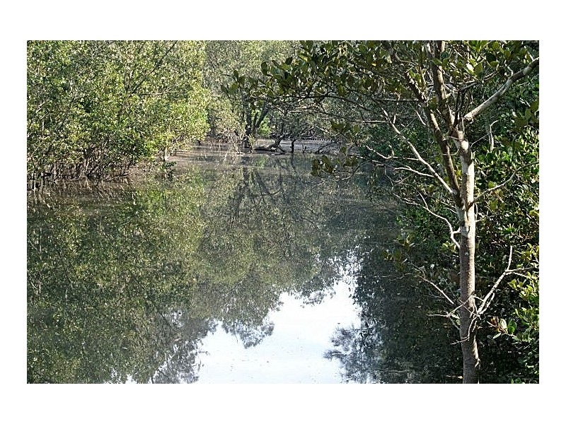 14 Burri Palm Way, Surfside NSW 2536