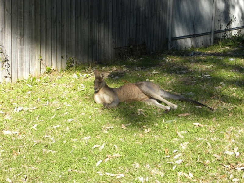 71 Sandy Place, Long Beach NSW 2536