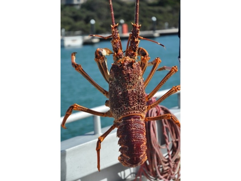 Lot 101 Southern Ports Highway, Robe SA 5276