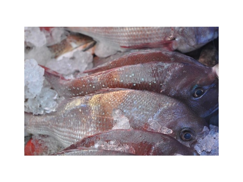 Lot 101 Southern Ports Highway, Robe SA 5276