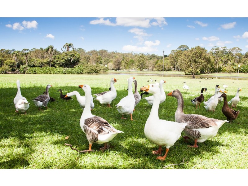 21 Bushgum Crescent, Upper Coomera QLD 4209