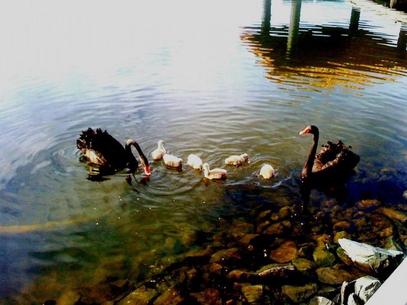 Varsity Lakes QLD 4227