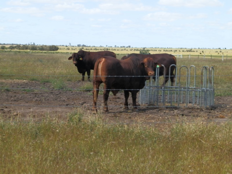 793 Wyuna Road, Emerald QLD 4720