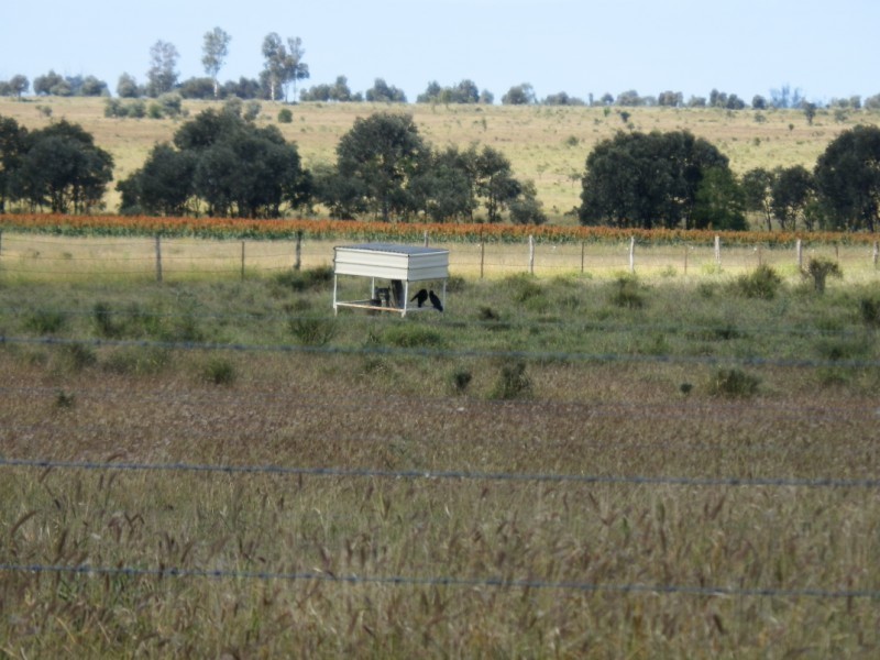793 Wyuna Road, Emerald QLD 4720