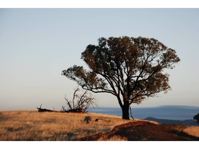 2974 Taylors Flat Road, Reids Flat NSW 2586