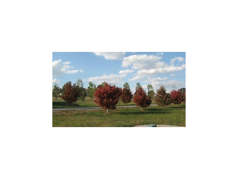 37 Broughton Circuit, Murrumbateman NSW 2582