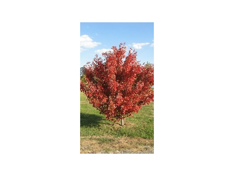 37 Broughton Circuit, Murrumbateman NSW 2582