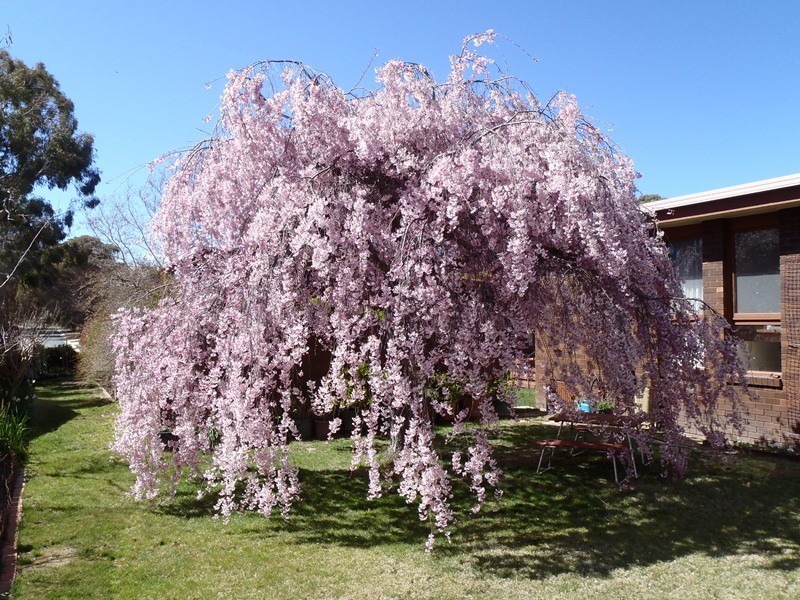 30 Bambridge Street, Weetangera ACT 2614