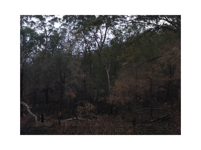 Lot 223 Cole Gully Rd, Lefthand Branch QLD 4343