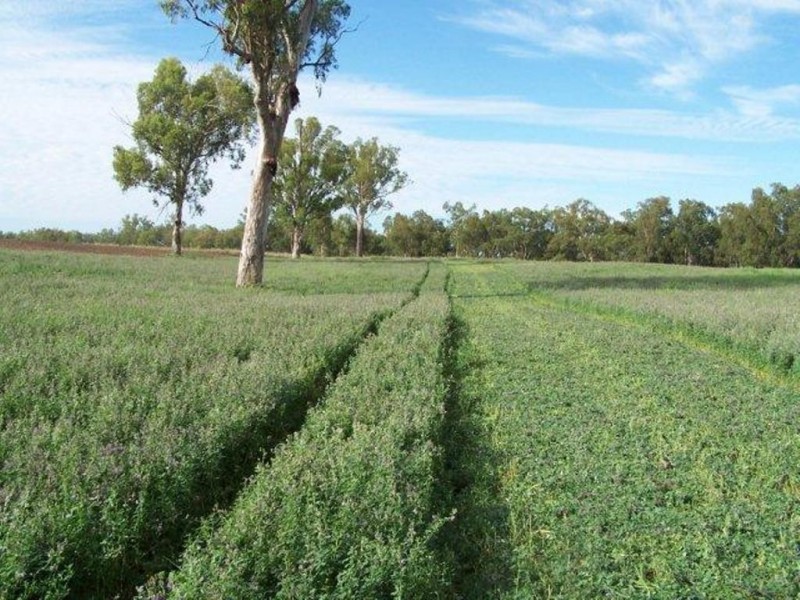 1291 TEXAS-YELARBON ROAD, Smithlea QLD 4385