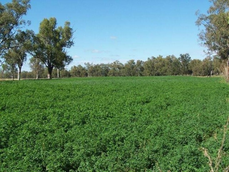 1291 TEXAS-YELARBON ROAD, Smithlea QLD 4385