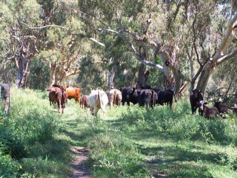 1291 TEXAS-YELARBON ROAD, Smithlea QLD 4385