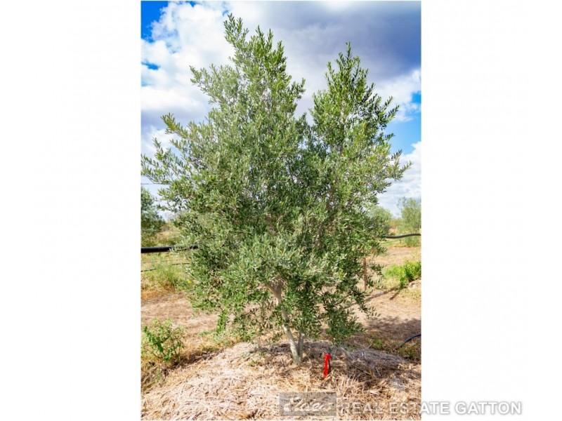 32 Greenswamp Road East, Morton Vale QLD 4343