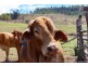 Lot 4 East Egypt Rd, Mount Whitestone QLD 4347