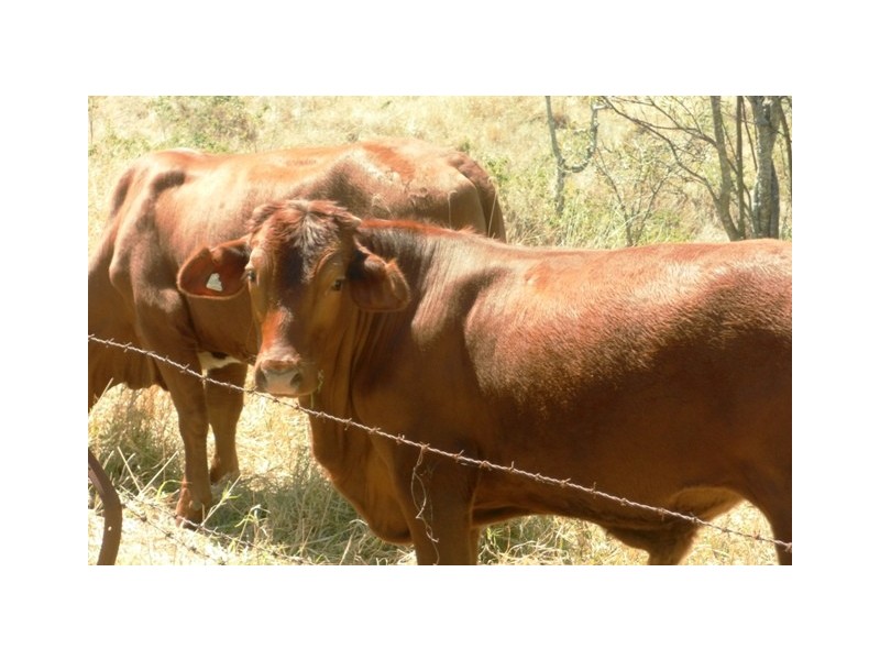 Ma Ma Creek QLD 4347