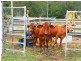 1751 Murphys Creek Road, Murphys Creek QLD 4352