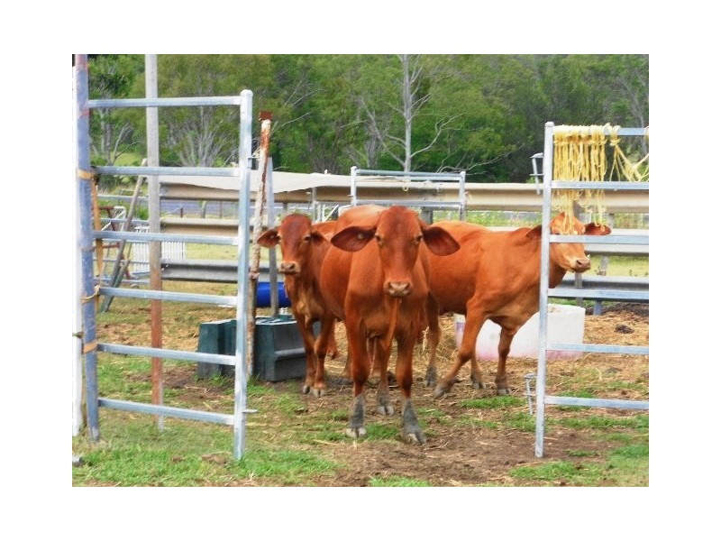 1751 Murphys Creek Road, Murphys Creek QLD 4352