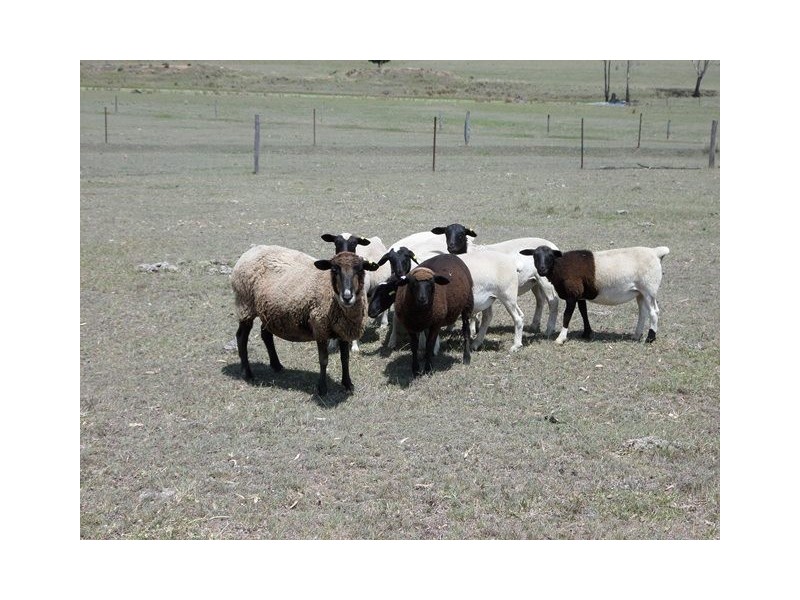 Placid Hills QLD 4343