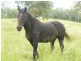 Lower Tenthill QLD 4343