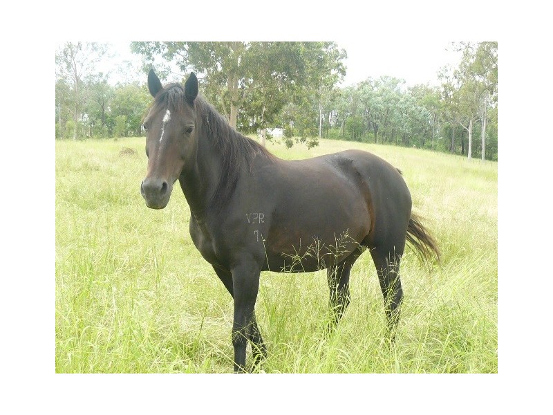 Lower Tenthill QLD 4343