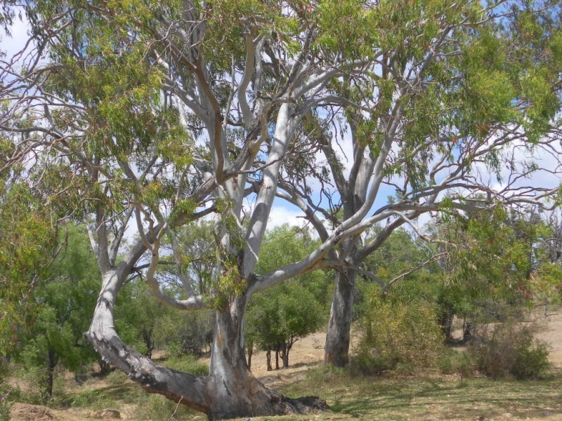 657 Ropeley Rockside Road, Ropeley QLD 4343