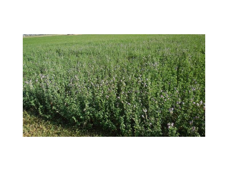 15 LOCKROSE ROAD, Lockrose QLD 4342