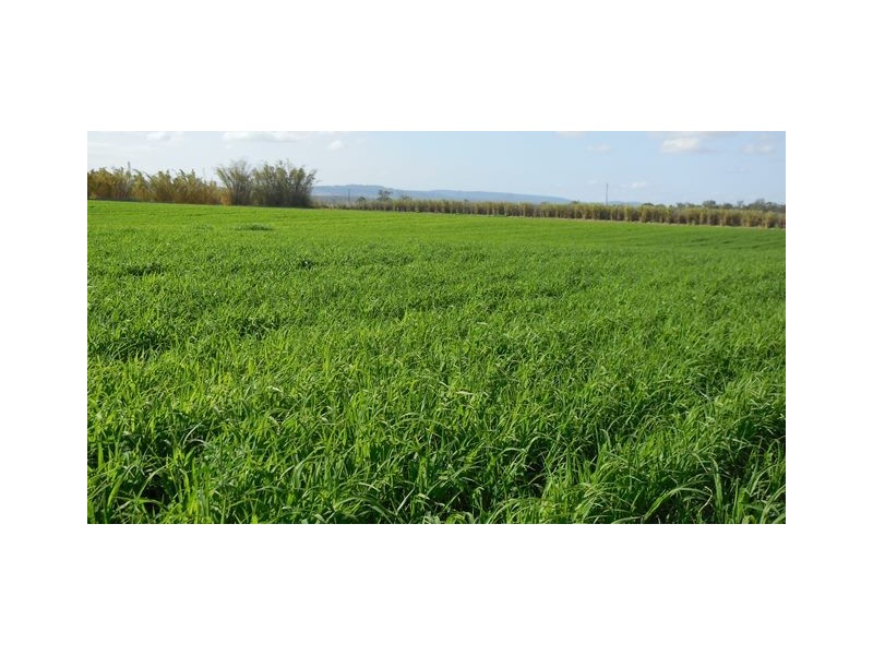 15 LOCKROSE ROAD, Lockrose QLD 4342