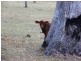 Adare QLD 4343