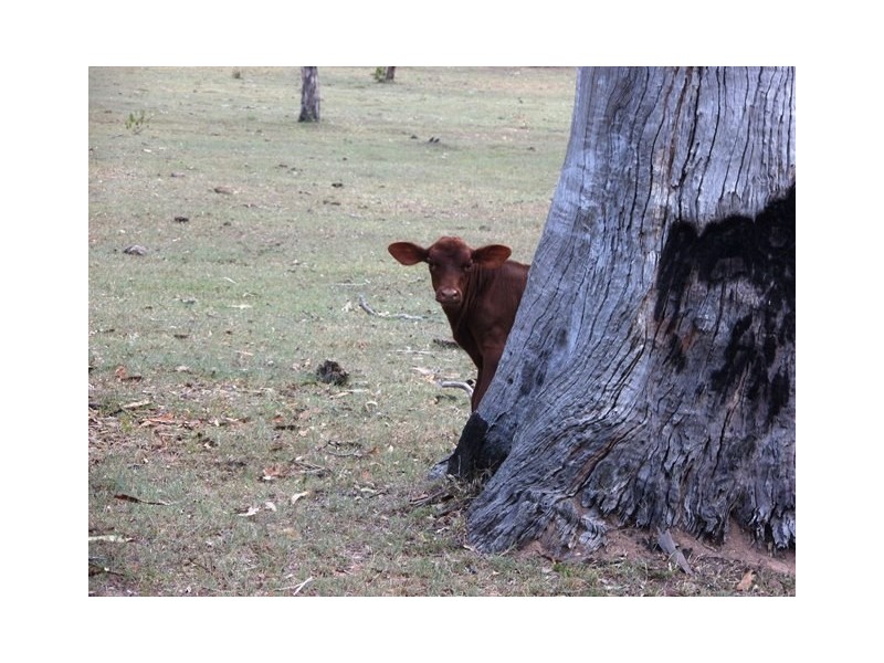 Adare QLD 4343