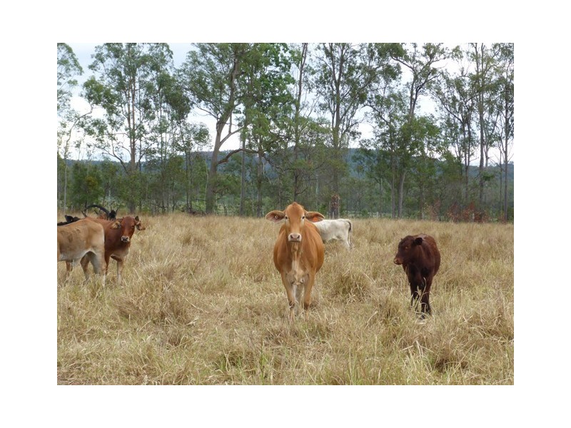 84 BARTLEYS ROAD, Spring Creek QLD 4343