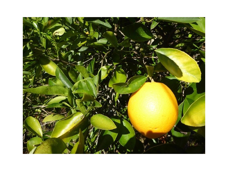 24 Fitzgerald St, Gatton QLD 4343