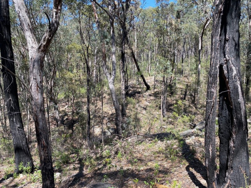 250 Wombat Road, Lakesland NSW 2572