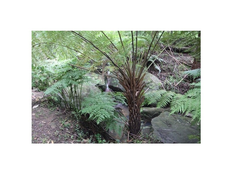 14 Numbat Place, Buxton NSW 2571