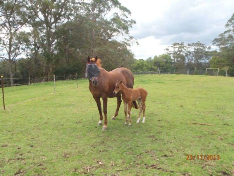 136 Cutrock Road, Lisarow NSW 2250