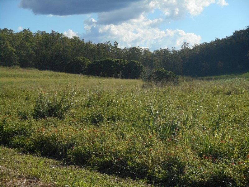 Lot 8 Dunwold Lumburra Road, Gargett QLD 4741