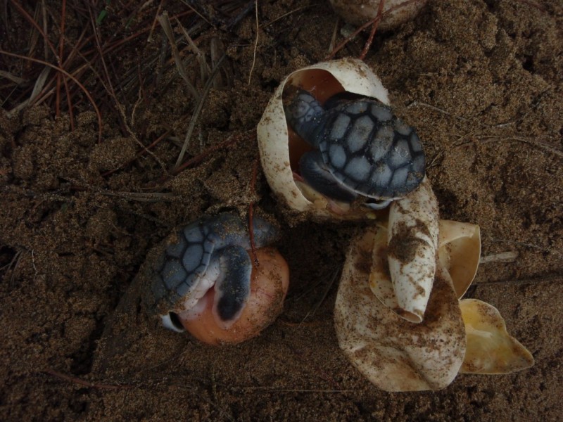 35 Rasmussen Avenue, Hay Point QLD 4740