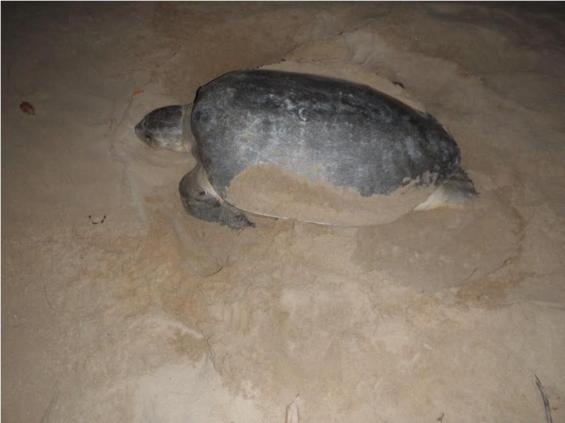 155 Rasmussen Avenue, Hay Point QLD 4740