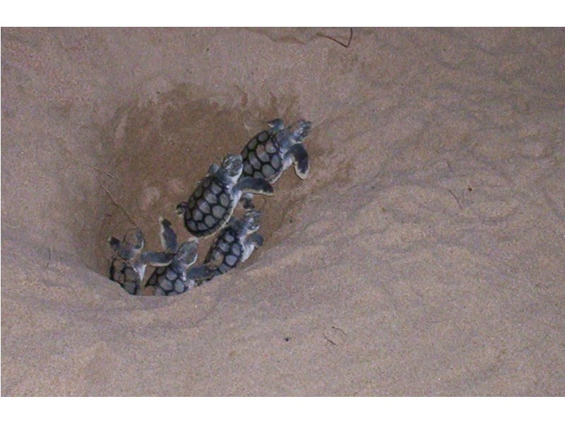 23 Audrena Street, Hay Point QLD 4740